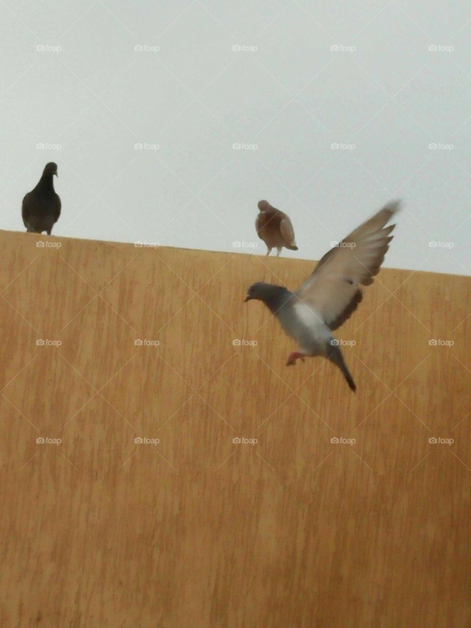 Beautiful flying of pigeon