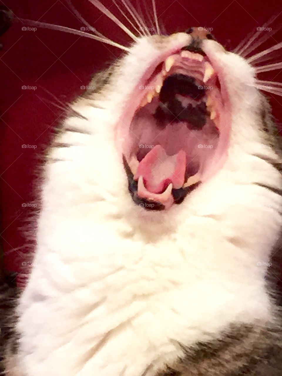 Yawning cat. Right timing 