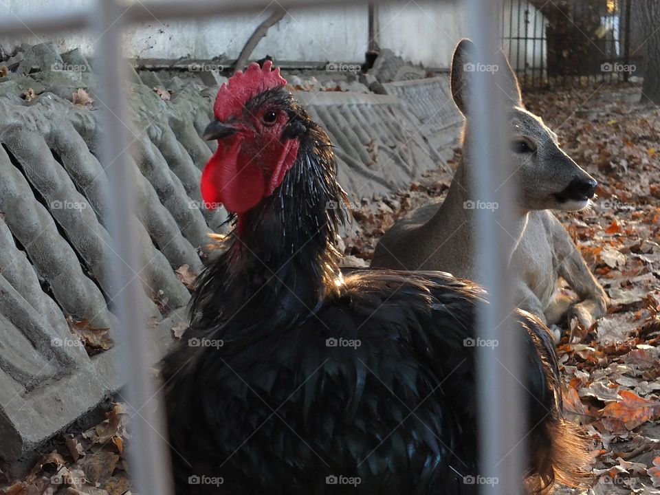 hen