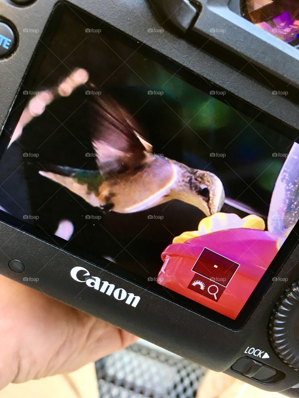 Hummingbird on Canon
