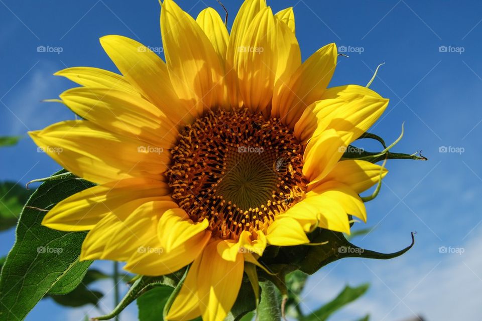 Sunflower