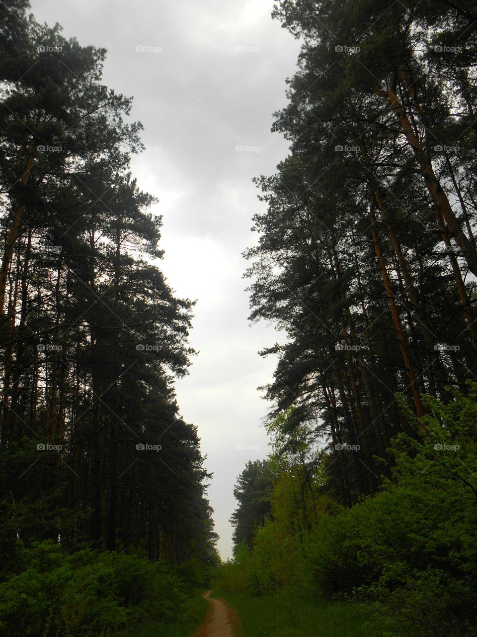 No Person, Tree, Wood, Nature, Outdoors