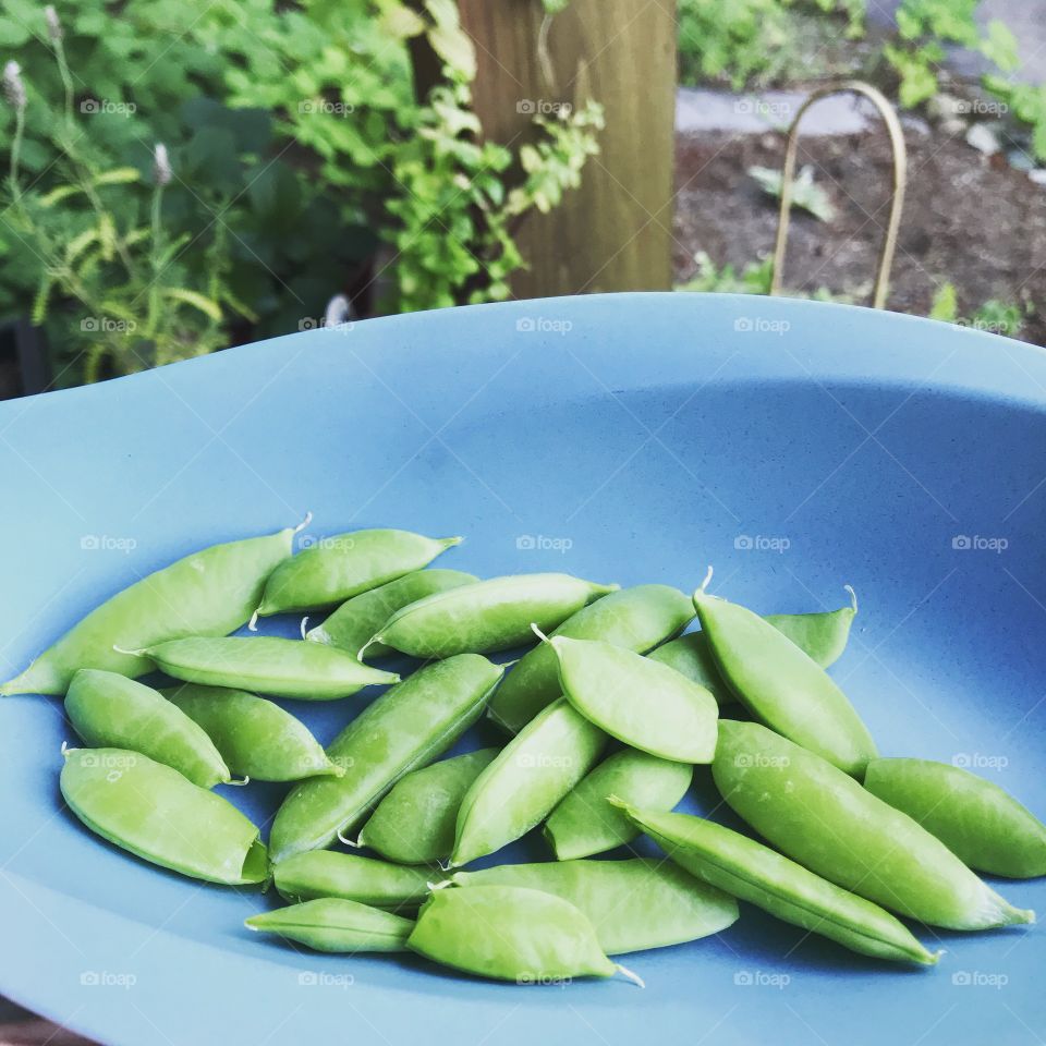 Delicious freshly picked crisp snap peas huddled together in a blue bamboo fibre dish!
