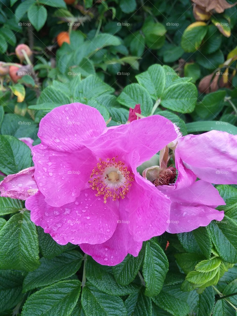 pink rose