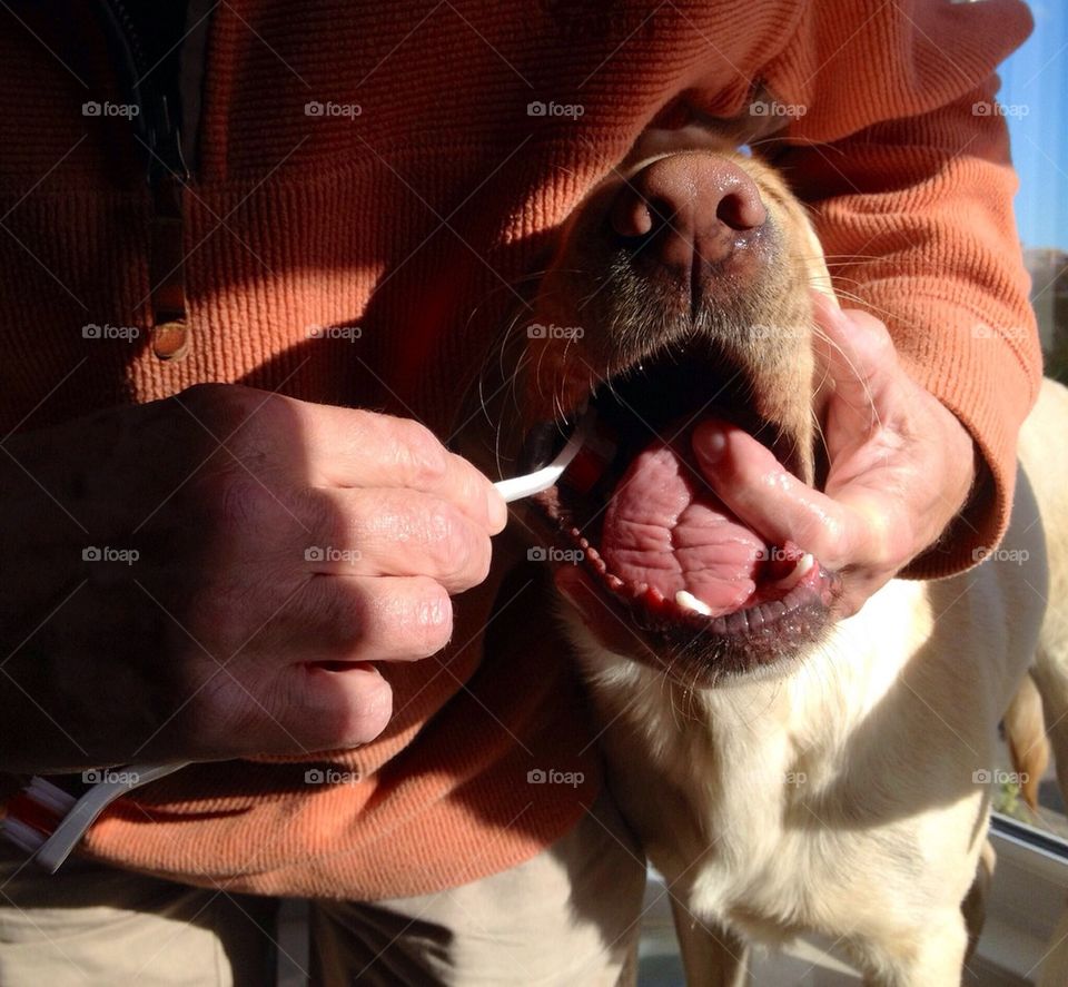 Doggy teeth cleaning!