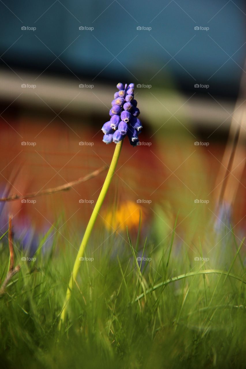 a single blue hyacinth grape flower in the grass with nice bokeh surrounding it. the photo has a small depth of field and a lot angle which give it an extra dimension.