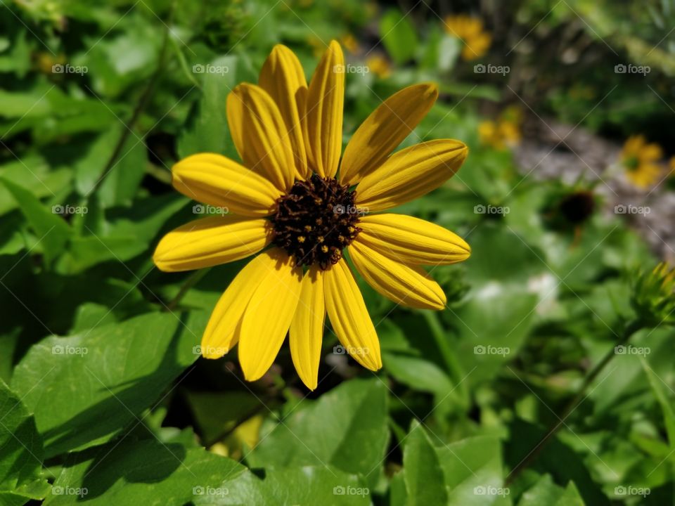 Pretty Yellow Flower