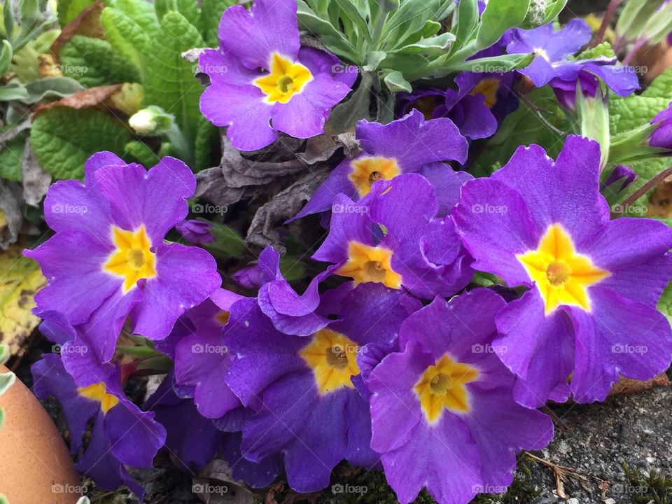 Purple and yellow flowers blooming during spring season 