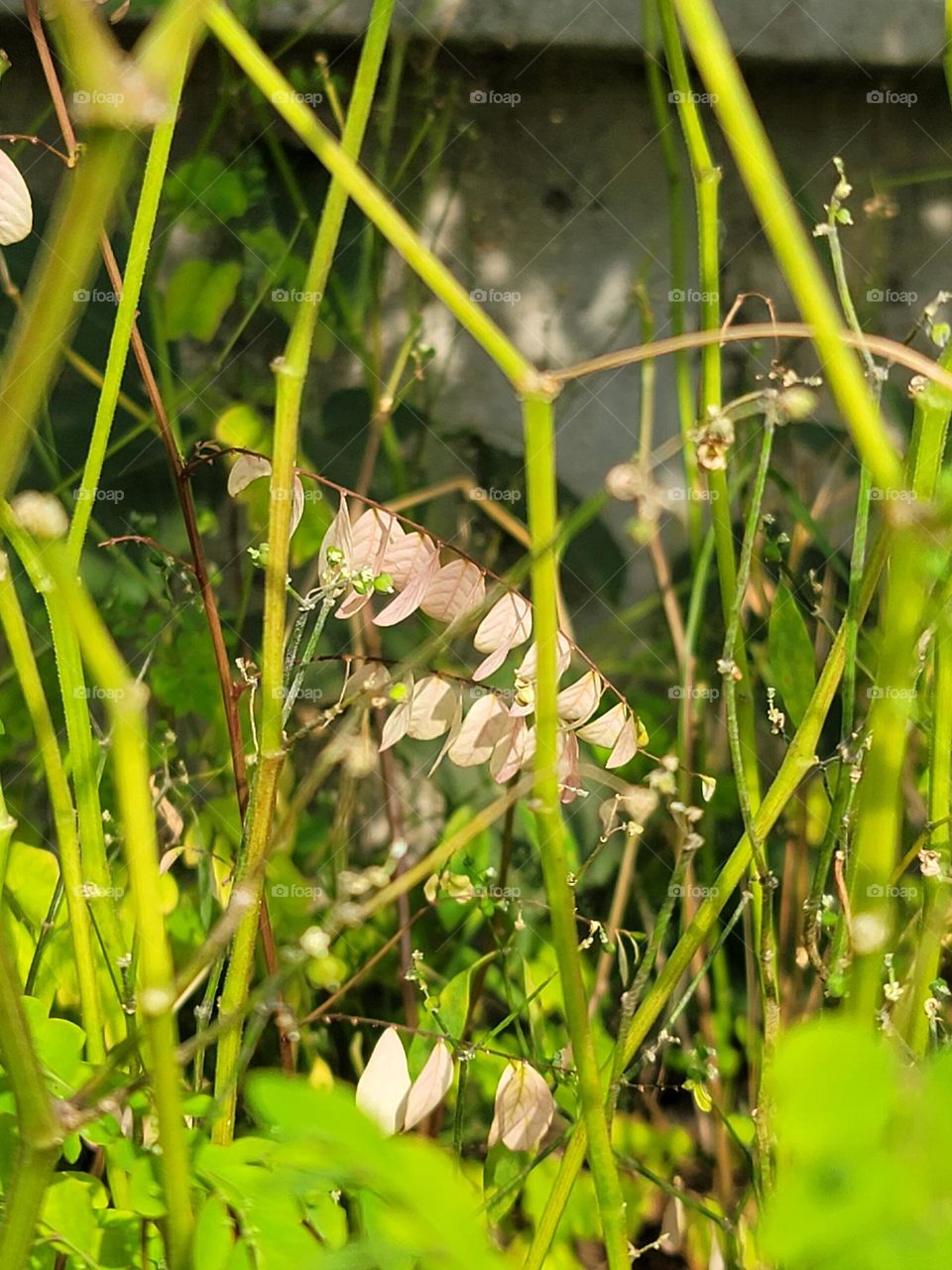 Rare pink leaves in the grass