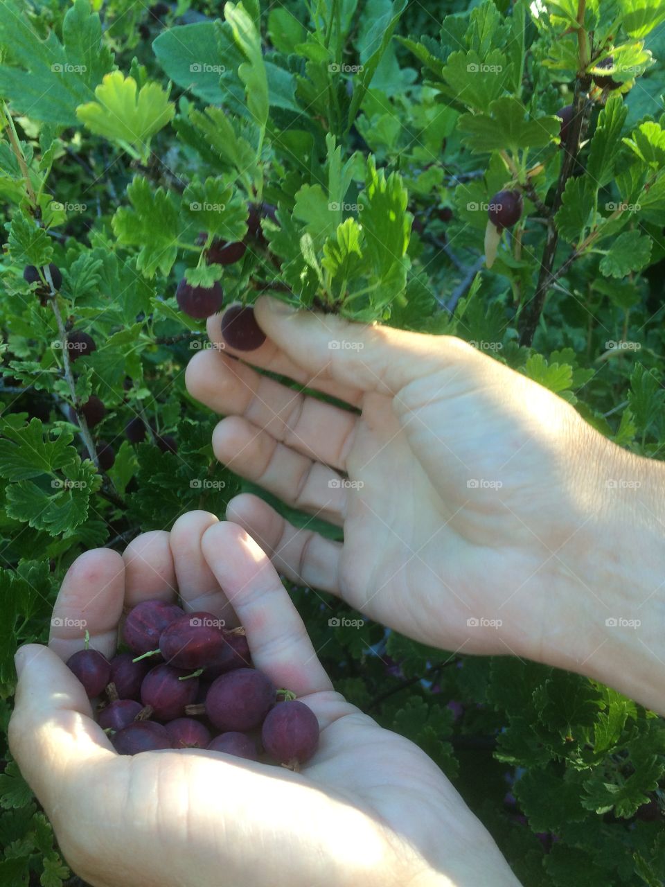 Picking gooseberries 