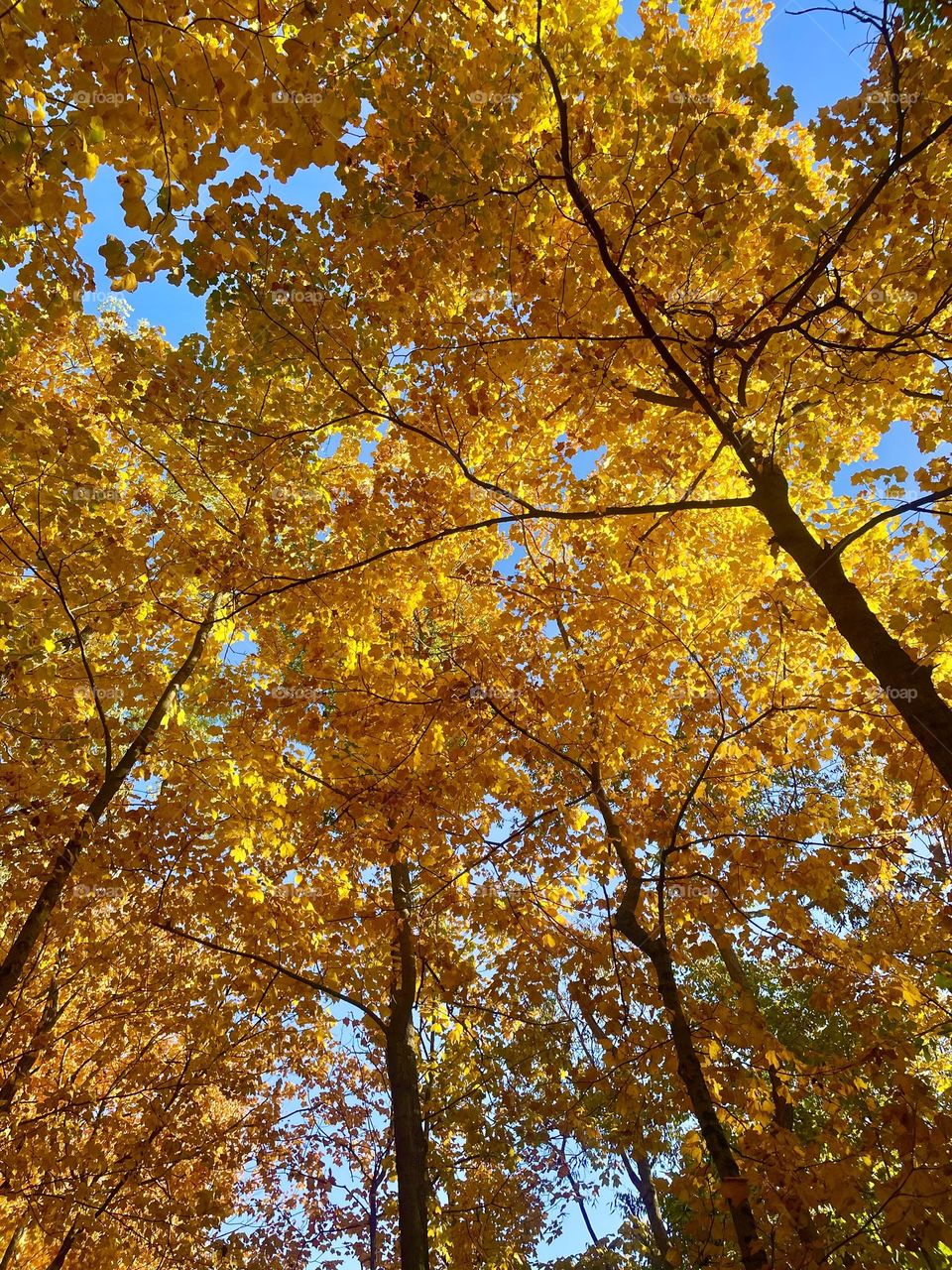 Autumn tree canopy Dayton, Ohio