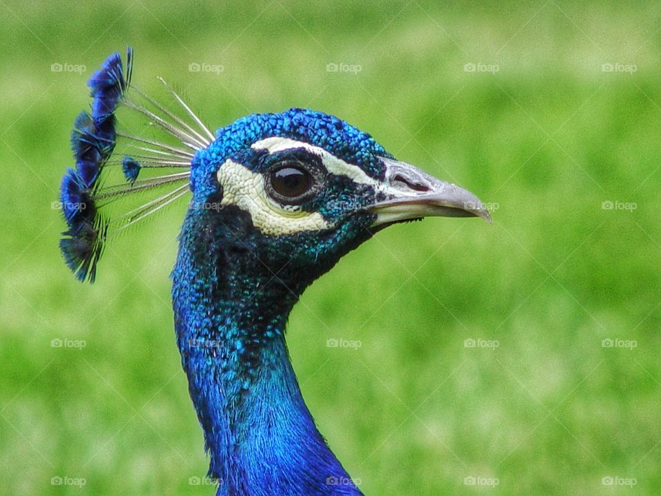 Close-up of peacock's head