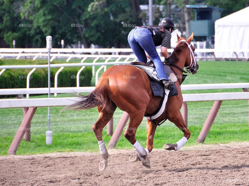 Todd Pletcher Workouts. This powerful chestnut filly is looking very sharp during her daily morning workout at historic Saratoga Race Course. 