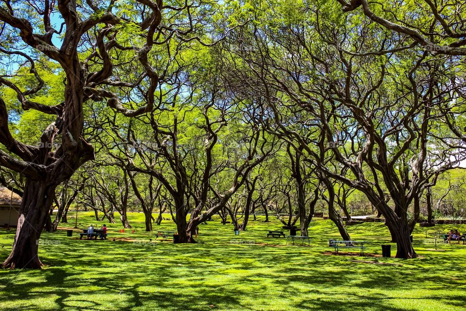 A park in Hawaii 