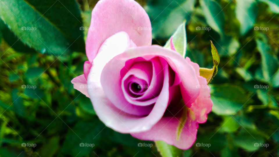 Beautiful purple and white color rose flower with natural background