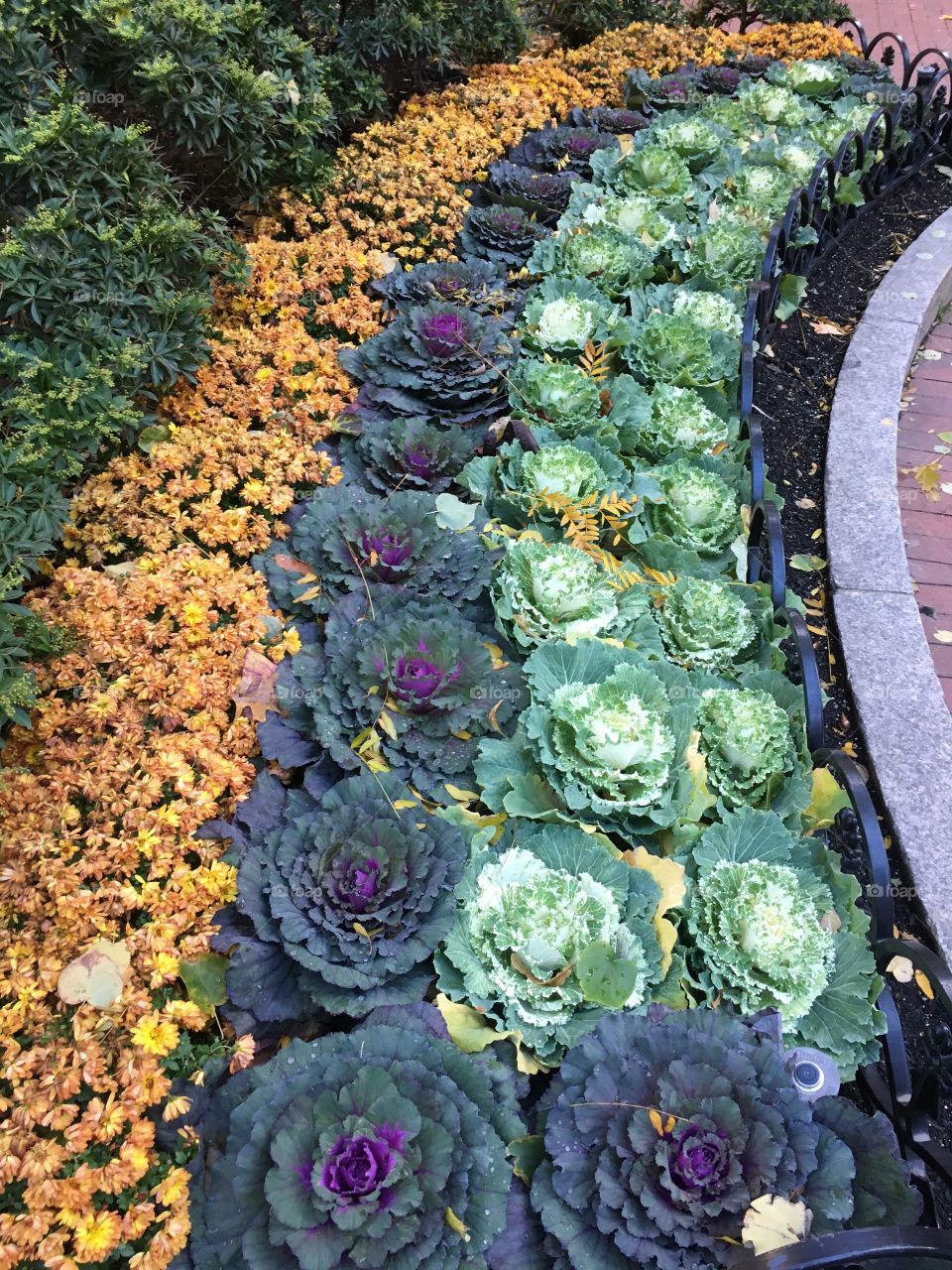 Cabbage in Boston 