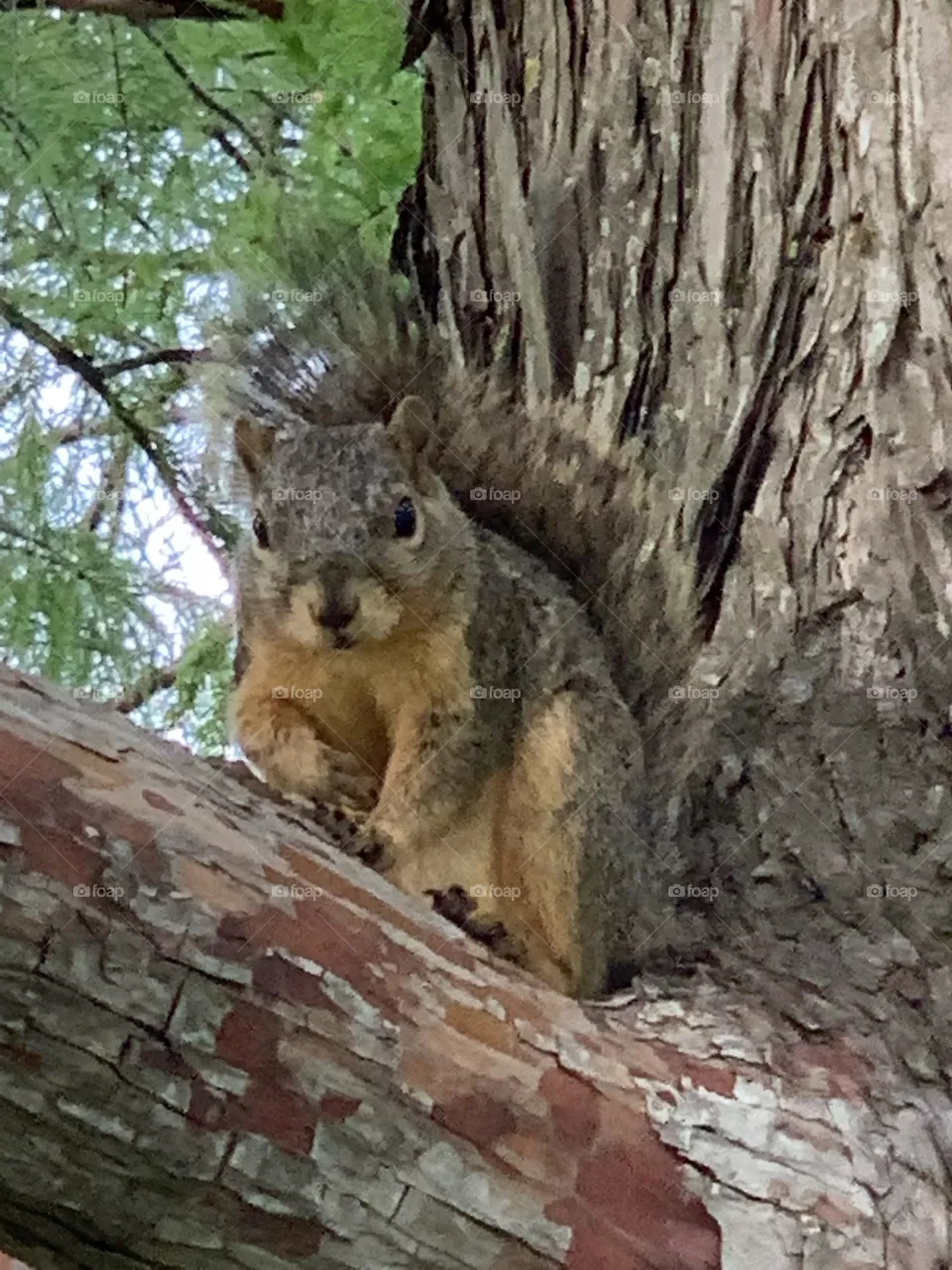 Posing Squirrel!