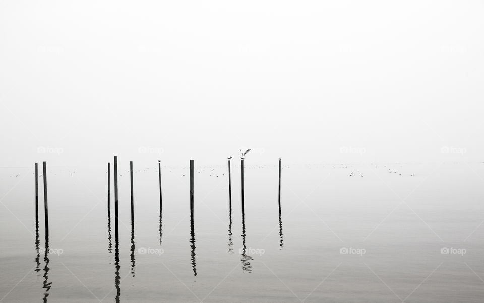 Birds. Seagulls on the pillars in the fog