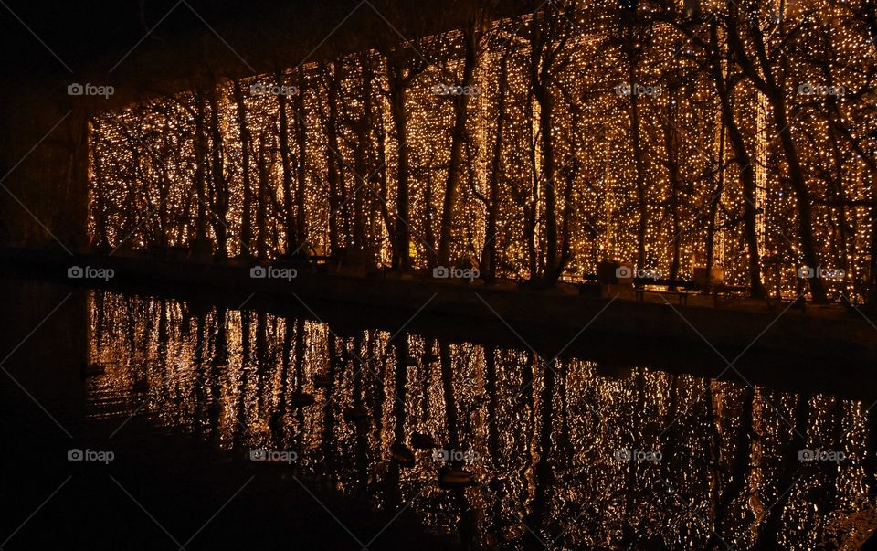 Dark, Wood, No Person, Dawn, Reflection