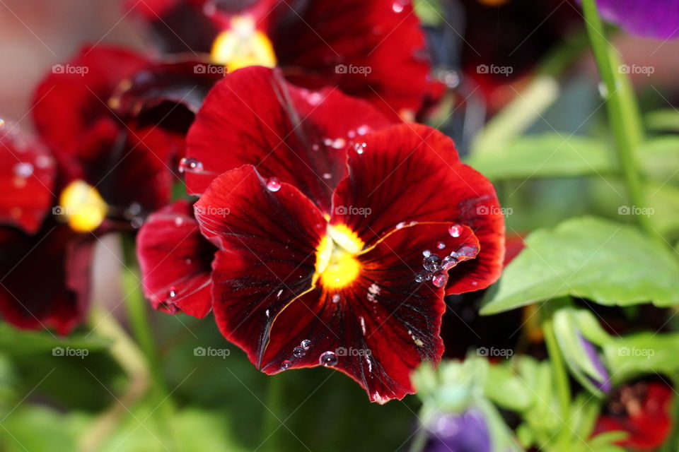 Rain droplets on winter-flowering pansy