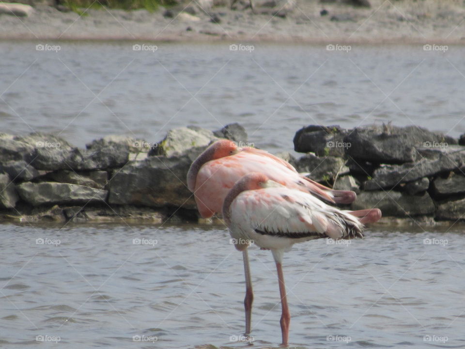 Flamingos Salt Cay