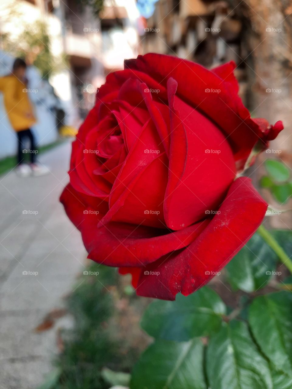 Roses are red...
