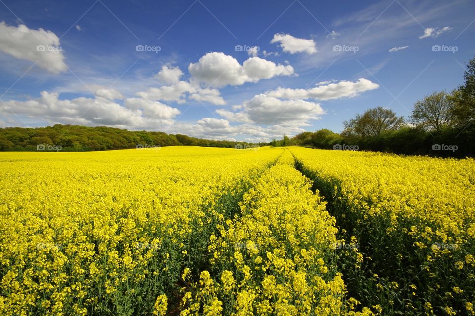 Rapeseed Field. A yellow rapeseed field under a blue sky.