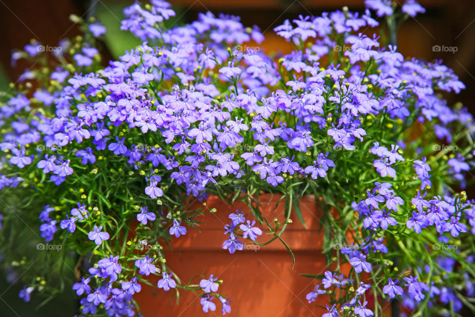 Lobelia flowers.