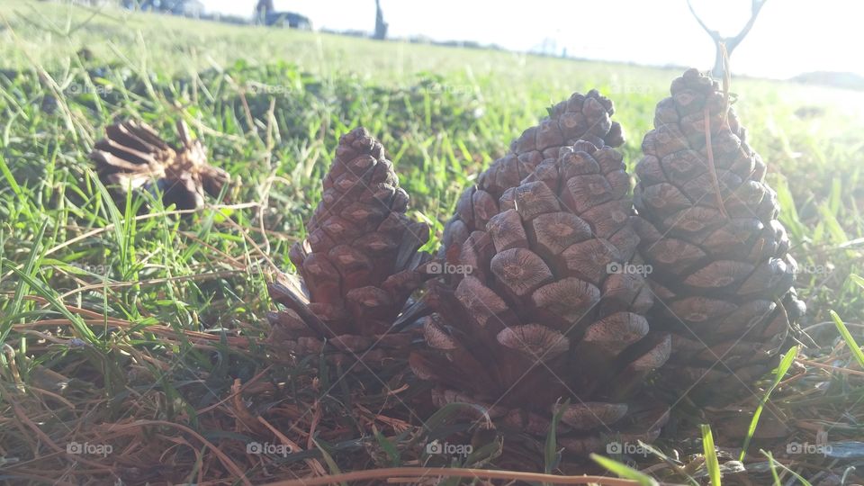 pine cones