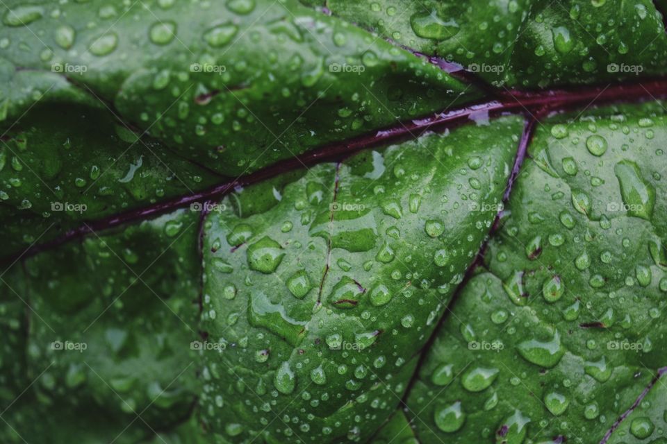 Green leaf in drops of rain