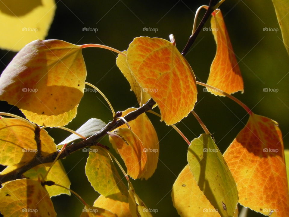 Bright orange aspens leaves in fall