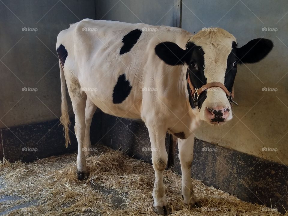 Cow in shed