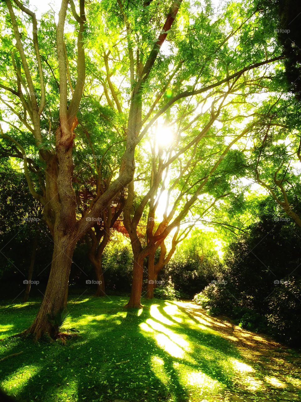 The shadows of the trees