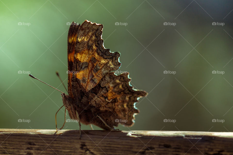 Waiting for the sun rays 