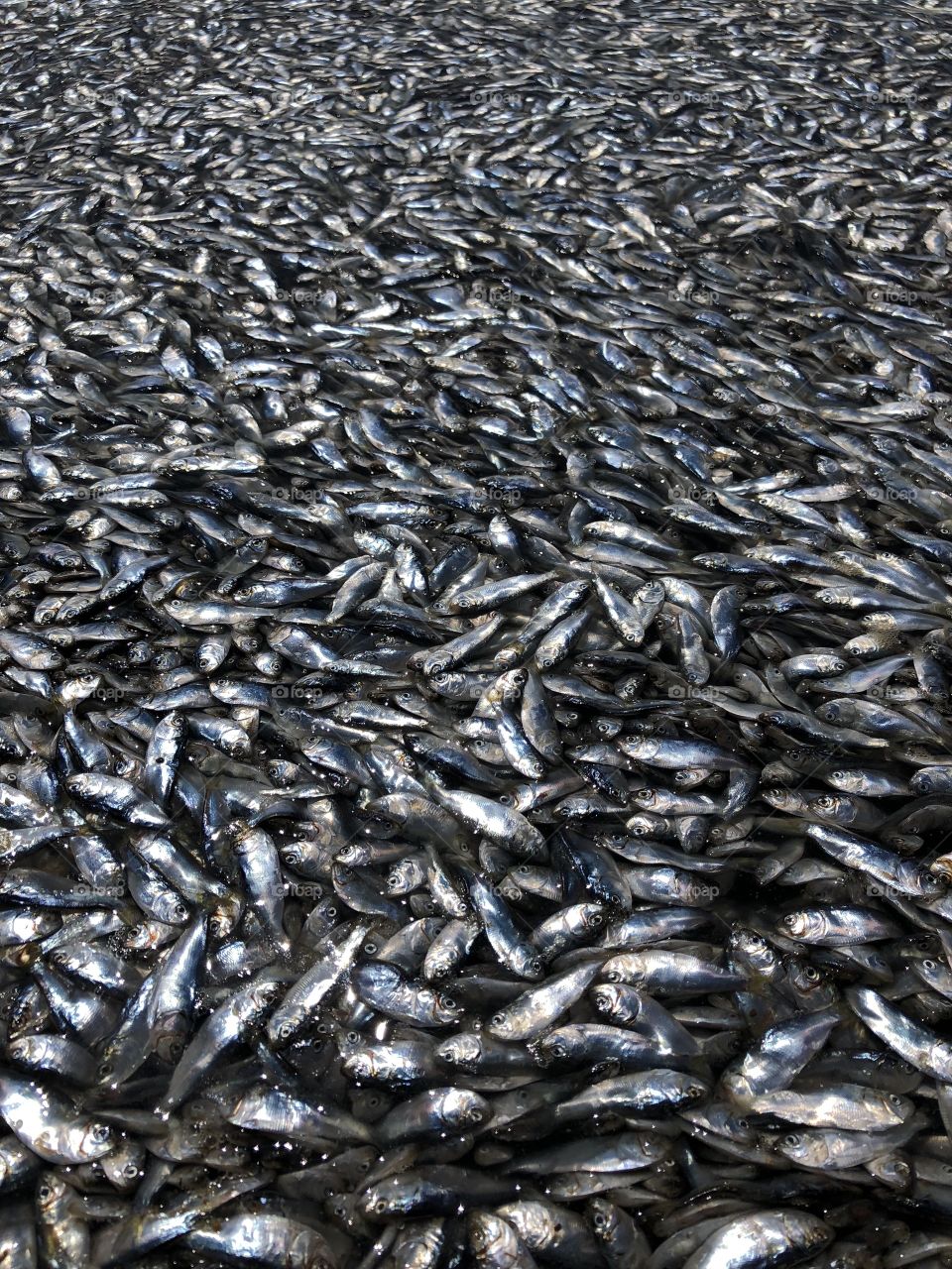 Millions of dead minnows on beach