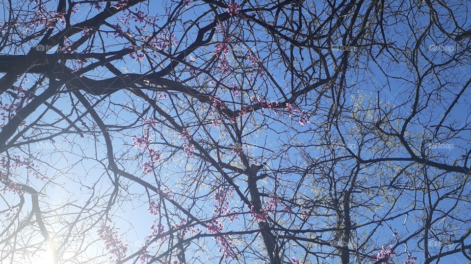 Beautiful Spring Canopy