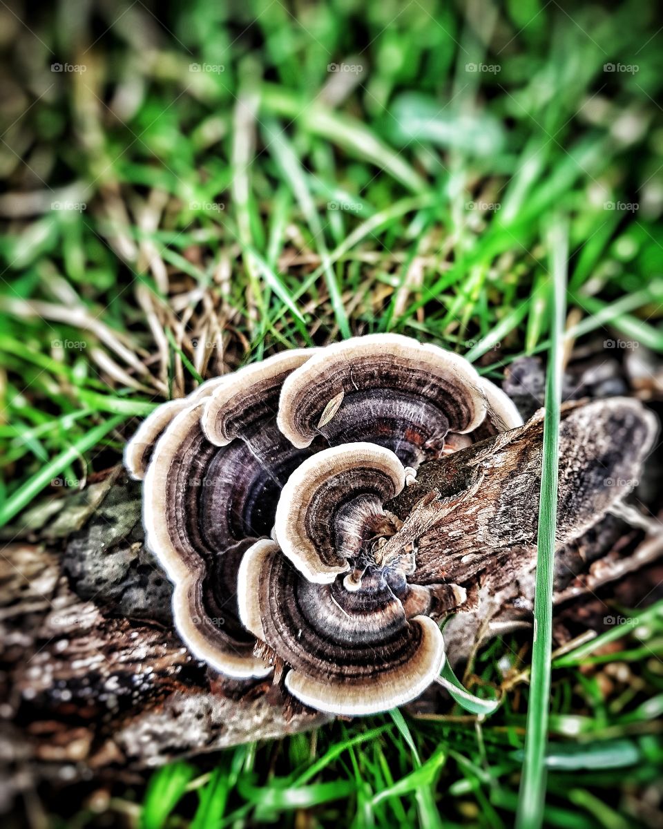 Fungi on log