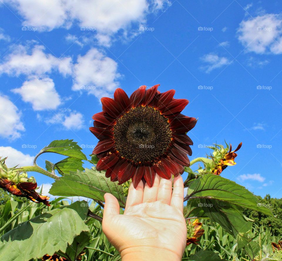 sunflower