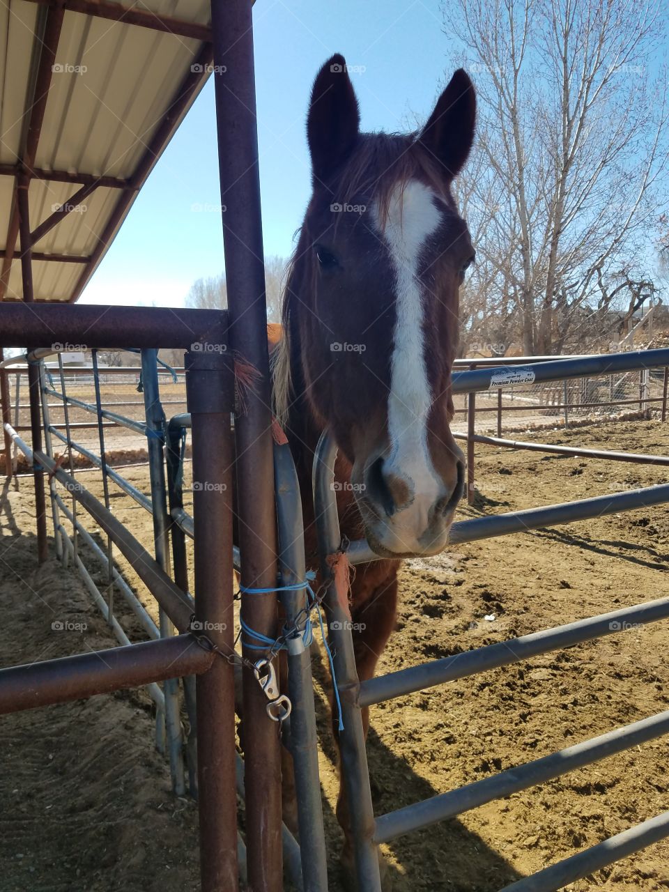 Quarter horse in stall