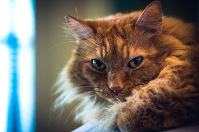 Orange Tabby Cat