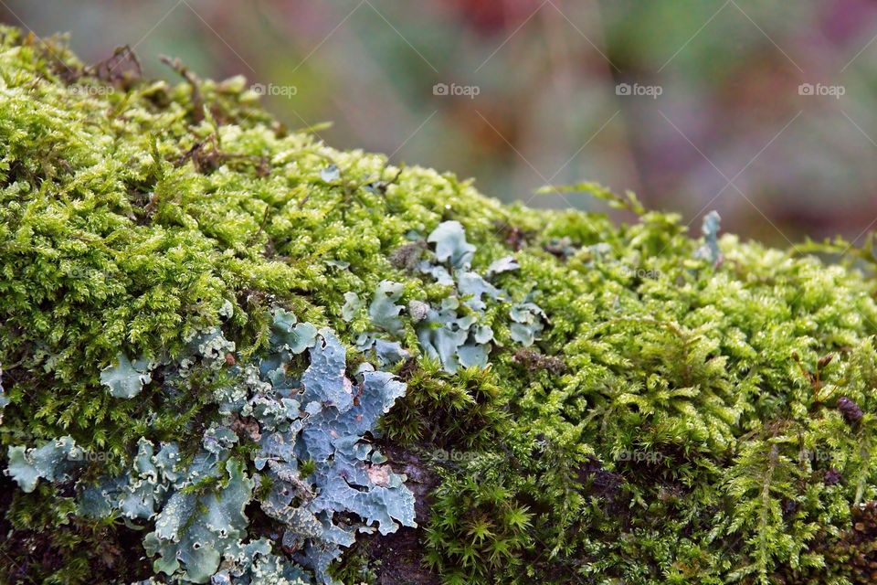 green moss on tree trunk