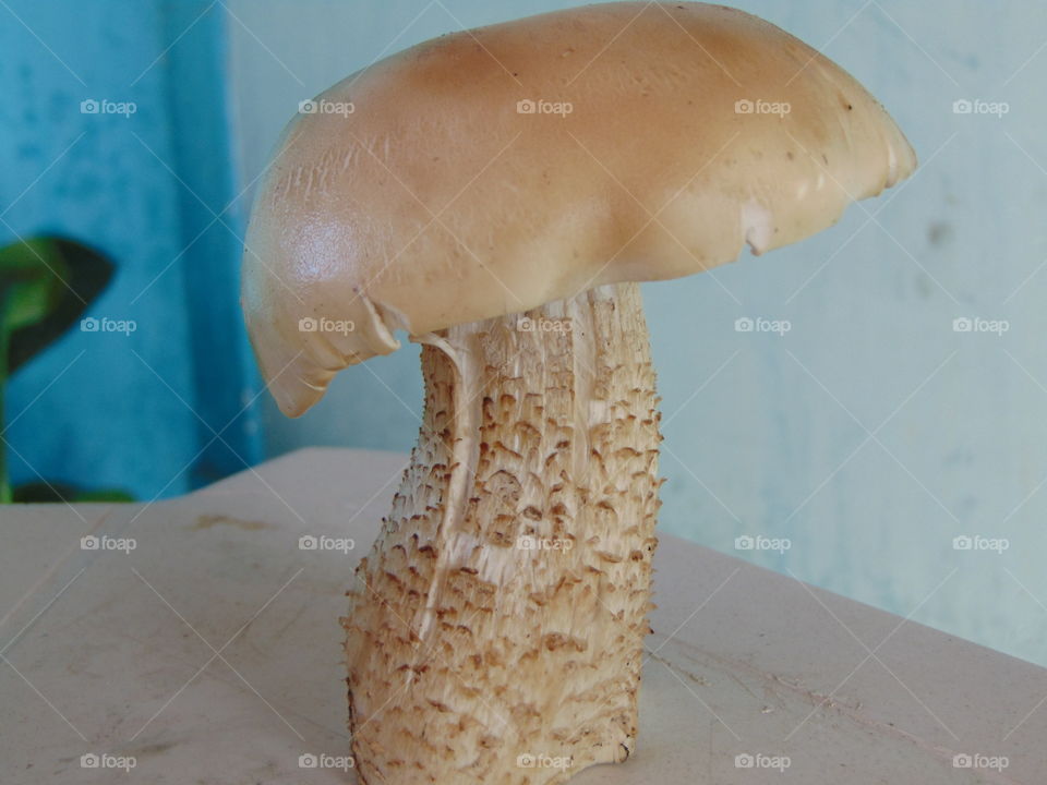 mushroom