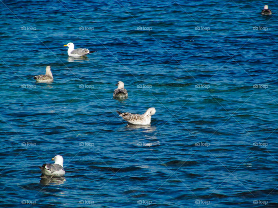 The Seagulls