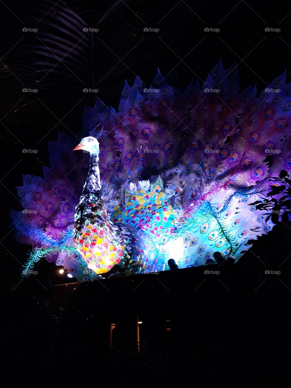 illuminated peacock