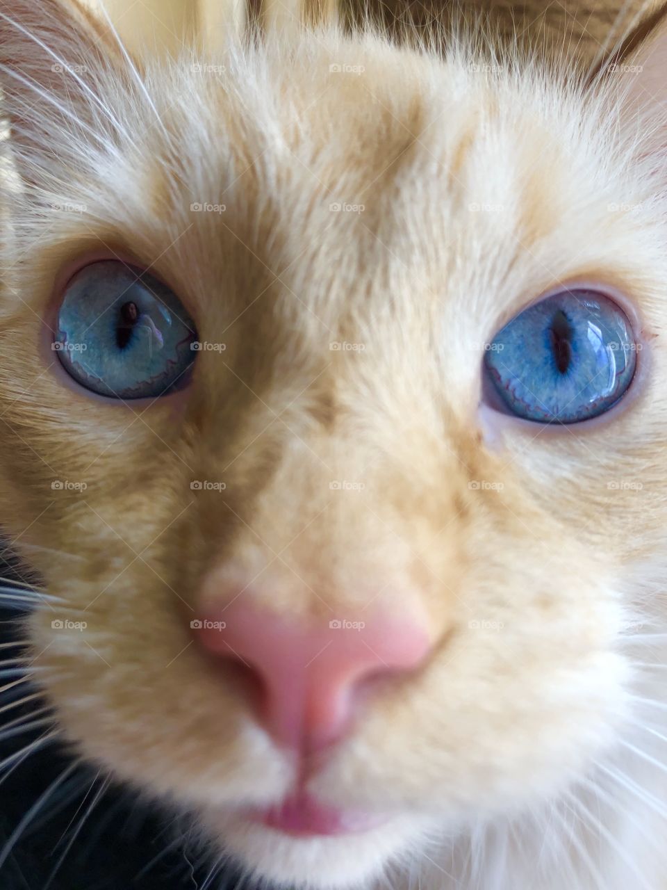 Face like a lion 🦁