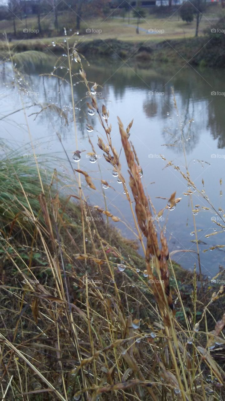 Wild grasses by the river.