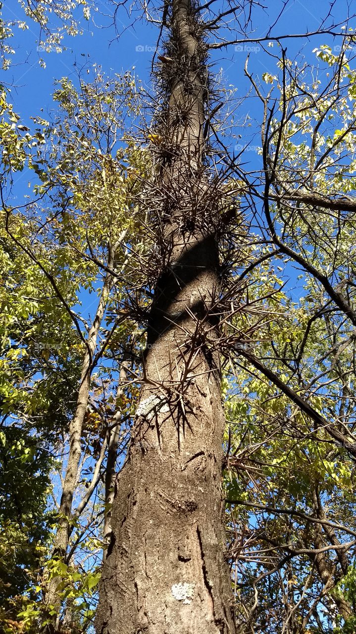 Locust tree, Culp Park.