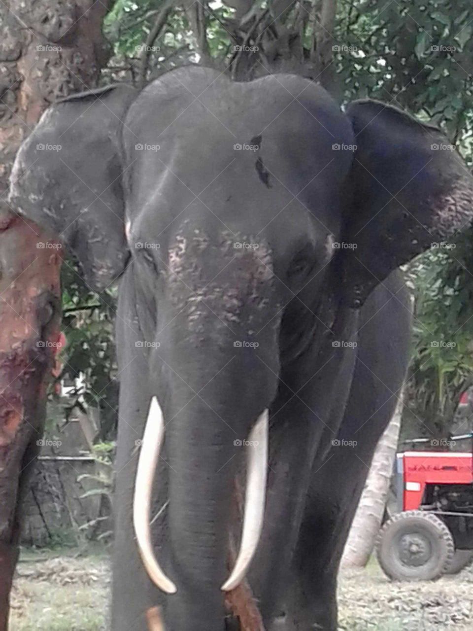 Sri Lankan Elephant..