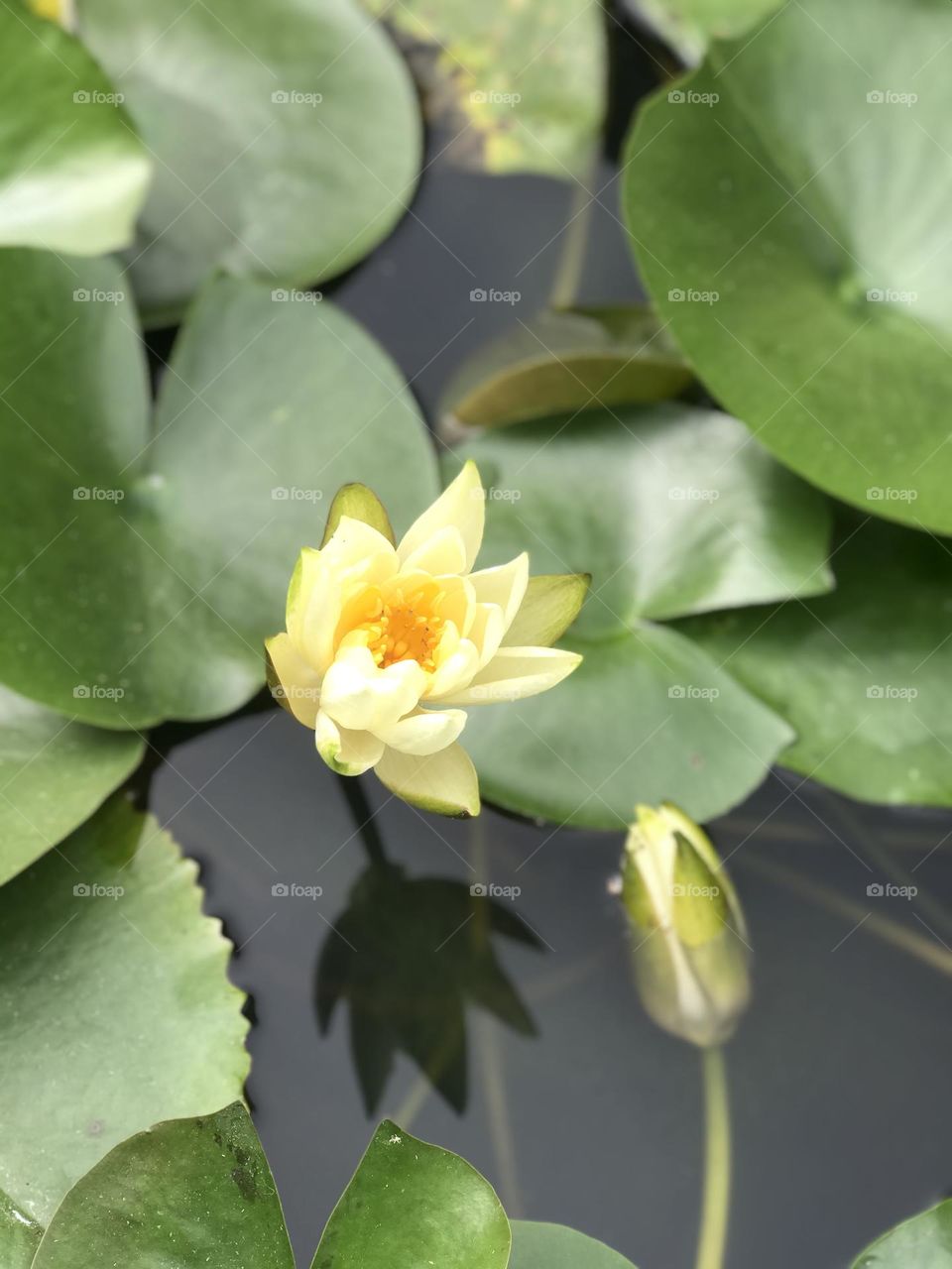 Lotus