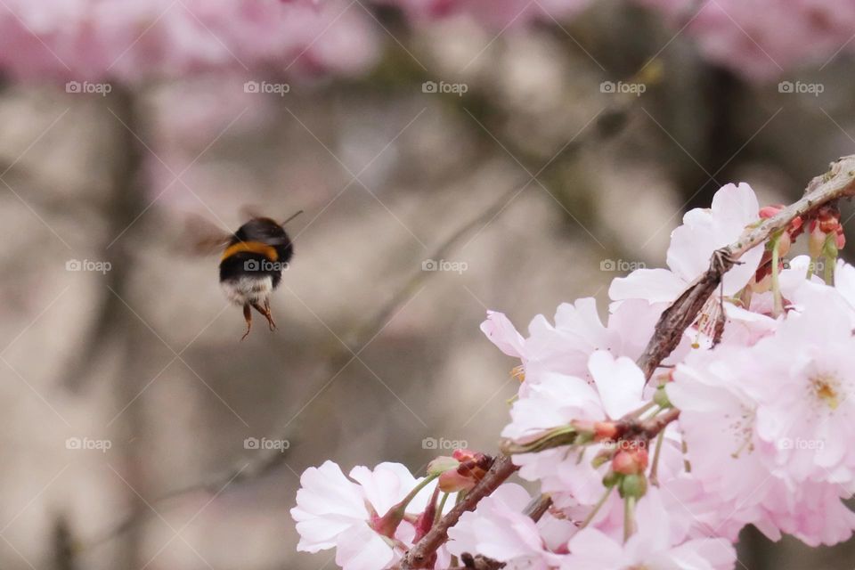 Spring nature